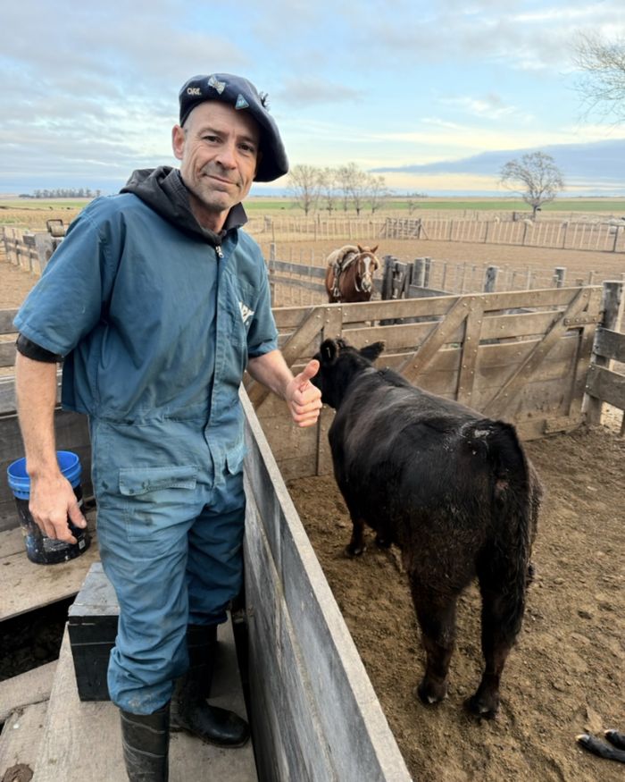 En el corral, junto a una vaca negra