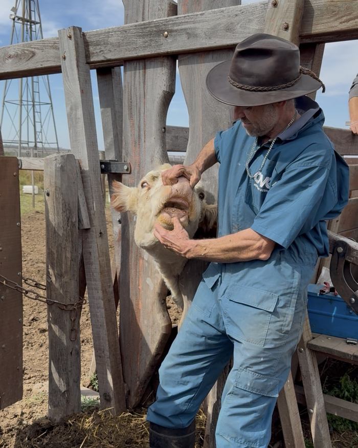 Trabajo con un ternero en la manga, con el molino de fondo